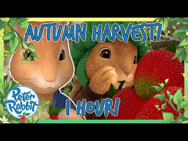 @OfficialPeterRabbit -  The Great Vegetable Hunt!  | 1 HOUR | Cartoons for Kids