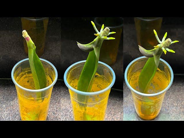 Growing Orchid Leaves in Water Without Roots Will Quickly Grow Many Roots Using This New Method