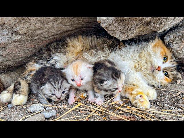 LTT Animal || Urgent Rescue: From Rubble to Recovery, Cat Family's Survival Story