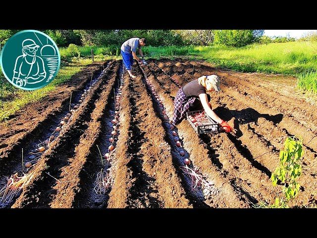  Record harvest without hilling  4 times more  Planting Bellarosa potatoes