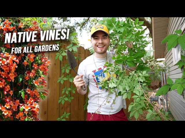 Great Native Vines For All Gardens! Crossvine & Virginia Creeper Plant Propagation!