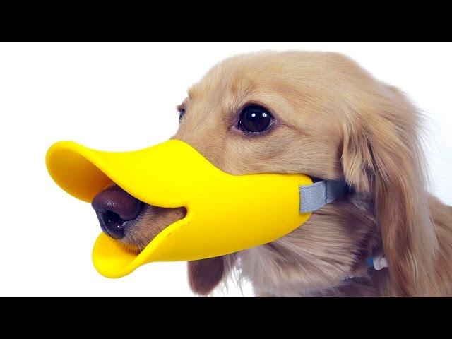 5 Amazing Pet Gadgets You MUST HAVE! ▶6