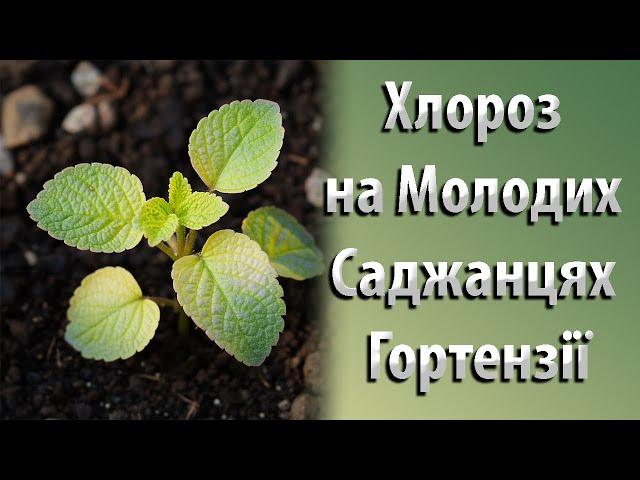 Хлороз Молодих Саджанців Гортензії. Причина Хлорозу Гортензій та Як Лікувати Хлороз? #садівництво