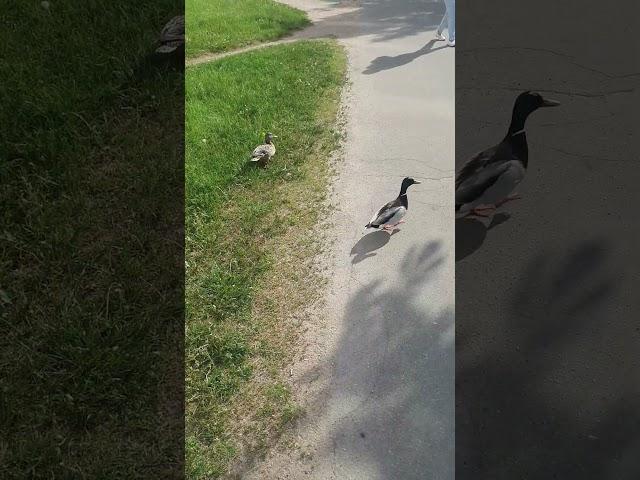 Утки в городе на тытянутой руке. Трогать нельзя: можно только смотреть. #весна