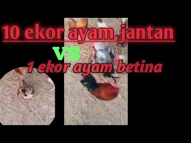 Pemerkosaan ayam betina 