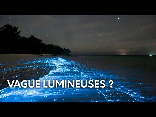 Des VAGUES LUMINESCENTES ?! - Le plancton bioluminescent  #short