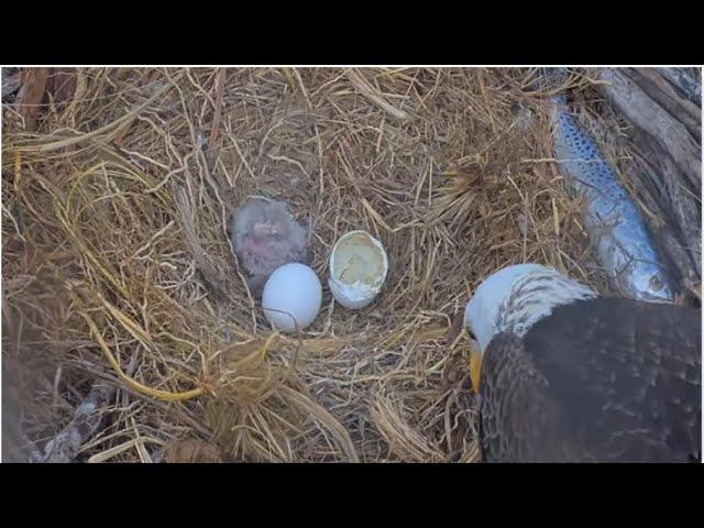 Captiva Eagles ~ Welcome To The World CE12   Connie & Clive Greet New Hatchling! 12.24.24