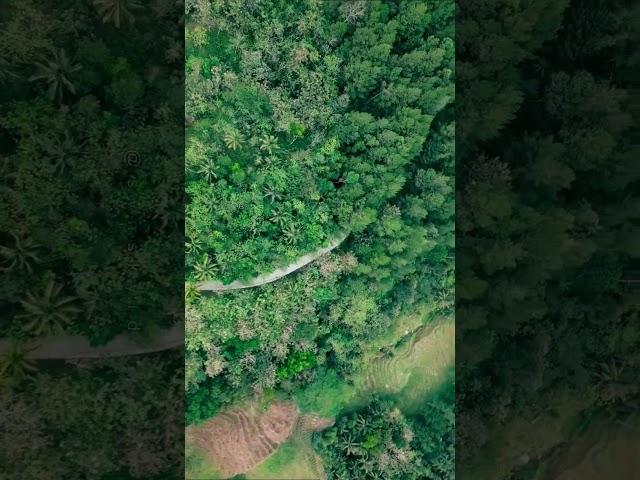 Hutan Pinus Jalan Ngalian - Kalidadap Wadaslintang | Drone View