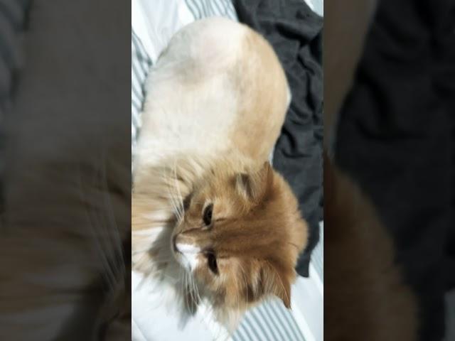 Loaf check time! Redo because he got shaved 🪒 He’s so cute lol  #random #cat #Teddy #CAT