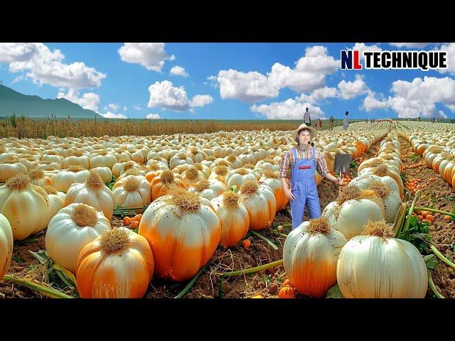 How US Farmer Harvest Million Tons Of Garlic In Modern Agriculture -Futuristic Agriculture Machine