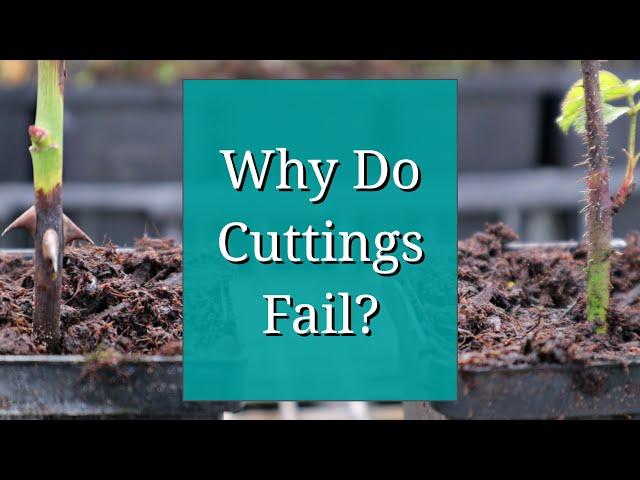 Why Do Cuttings Fail? Propagation Tips