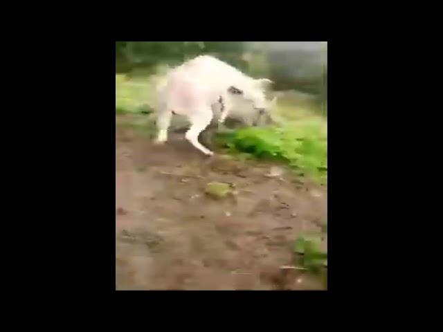 Amazing Donkey meeting pig - Funny Donkey and pig mating - XNXX