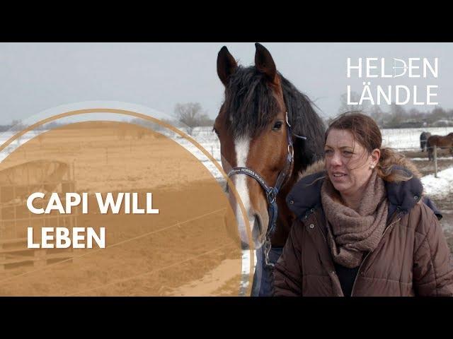 Pferd mit Ataxie - Capi will leben | HELDENLÄNDLE | Regio TV