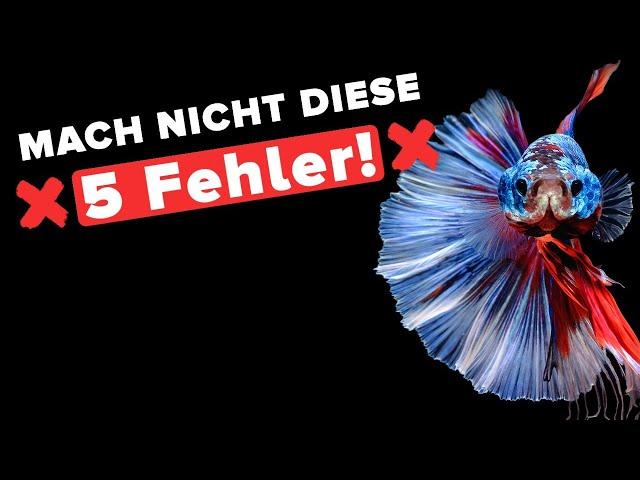 Haltung von BETTA Kampffischen! 5 Fehler die du UNBEDINGT vermeiden solltest! ️