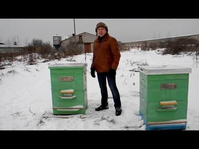 Зимовка пчел на улице в Ленинградской области.