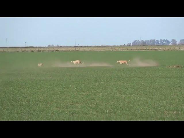 A rabbit manages to dodge and escape from two dogs after a thrilling chase  them