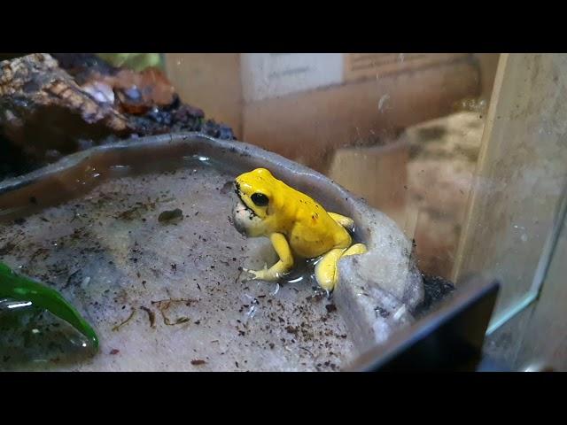 Most toxic frog | SOUND | Golden poison frog (Phyllobates terribilis)