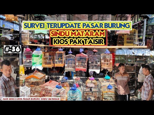 Survei Terupdate Harga dan Jenis Burung di Pasar Burung Sindu Mataram di Kios Pak Taisir