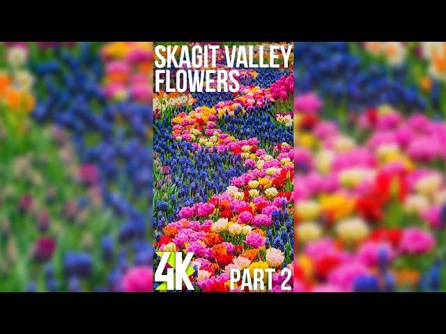 Stunning Flowers for Vertical Displays in 4K UHD - Relaxing Travel to Skagit Valley - Part 3