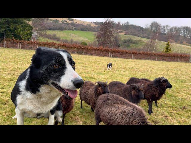 Sheepdog herding sheep…the basics