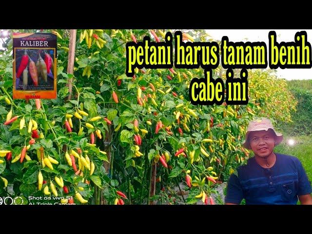 Cara menanam cabe rawit kaliber berbuah lebat