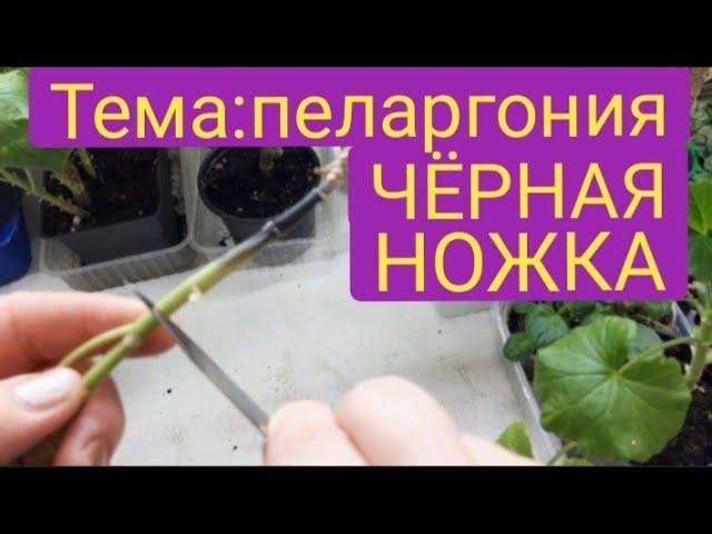 Чёрная ножка. Как лечить пеларгонию?