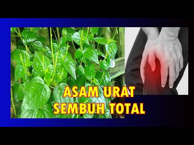 MANFAAT & CARA MENGOLAH DAUN SURUAN  UNTUK OBAT HERBAL | ASAM URAT JERAWAT  REMATIK