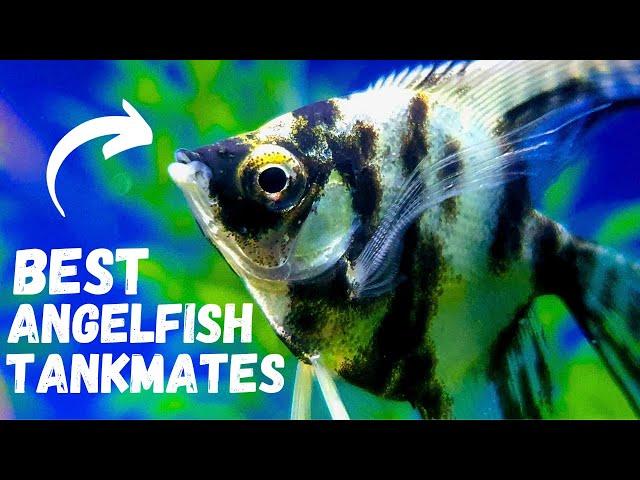 Best Angelfish Tank Mates