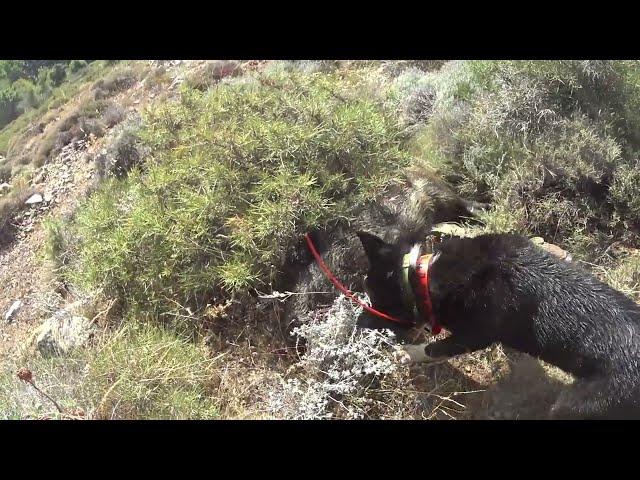 Chasse aux sangliers en Corse à Tox 127