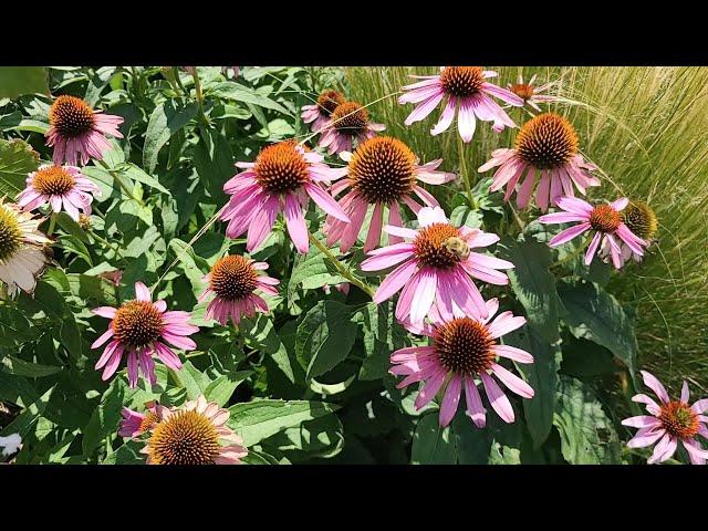 Flowers for Pollinators in a Drought Tolerant Landscape