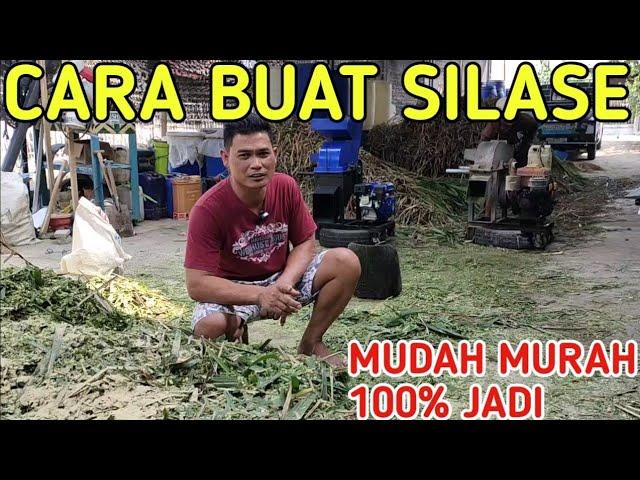 CARA BUAT SILASE DAUN PAKCHONG PALING MUDAH DAN MURAH