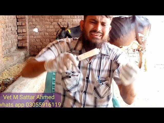 How Vet Dr Muhammad Sattar Ahmed  treats Chronic mastitis