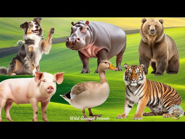 Happy Animal Moments, Familiar Animal Sounds: Hippo, Goose, Bear, Dog, Pig, Tiger - Animals Videos