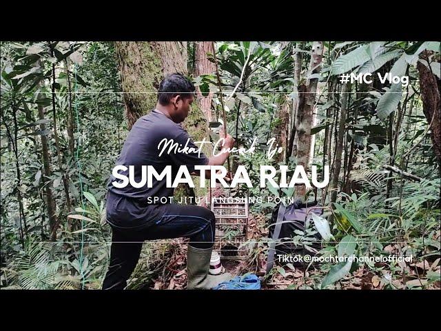 BERPETUALANG MASUK HUTAN MIKAT CUCAK IJO SUMATRA SPOT PERTAMA LANGSUNG POIN