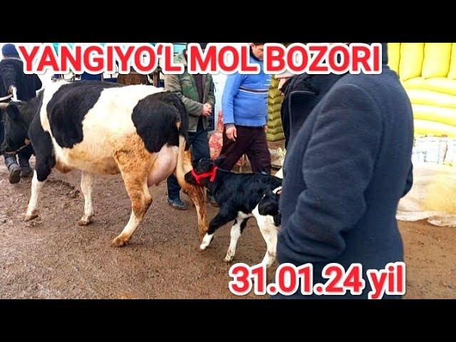 YANGIYOʻL MOL BOZORIDAGI BUGUNGI NARXLARI 