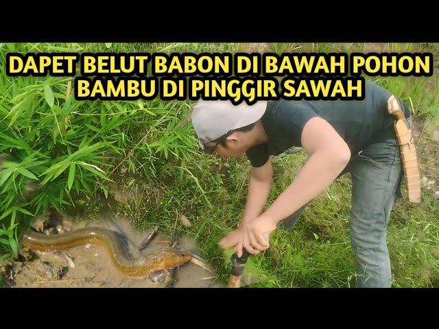 NGUKUY BELUT DI SPOT BEKAS RAWA || HASILNYA BABON SEMUA