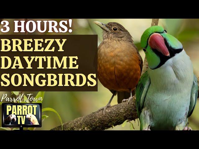 Breezy Daytime Songbirds | 3 Hours of Relaxing Ambient Nature Sounds | Parrot TV for Your Bird Room