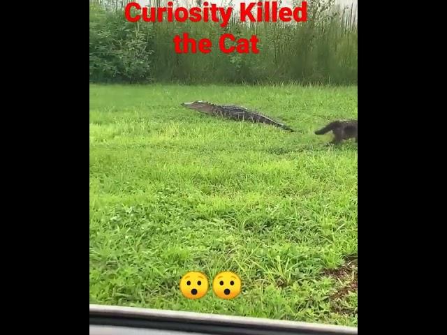 How Curiosity Killed the Cat, Cat vs Alligator 