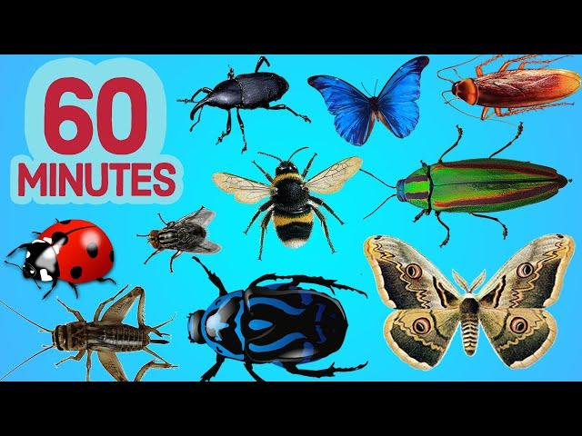 Simple English Insects For Children