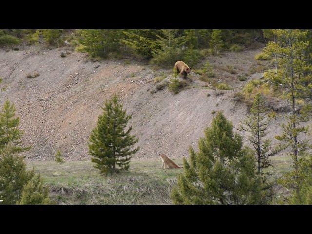 BEAR vs MTN LION - Crazy Mountain Lion Encounter