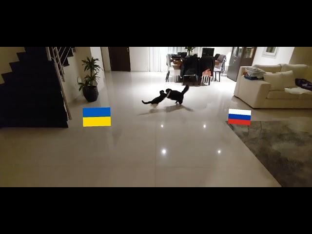 доброго вечора ми з України #recommended #ukraine #funny #cats #like4like #youtube #dancebattle