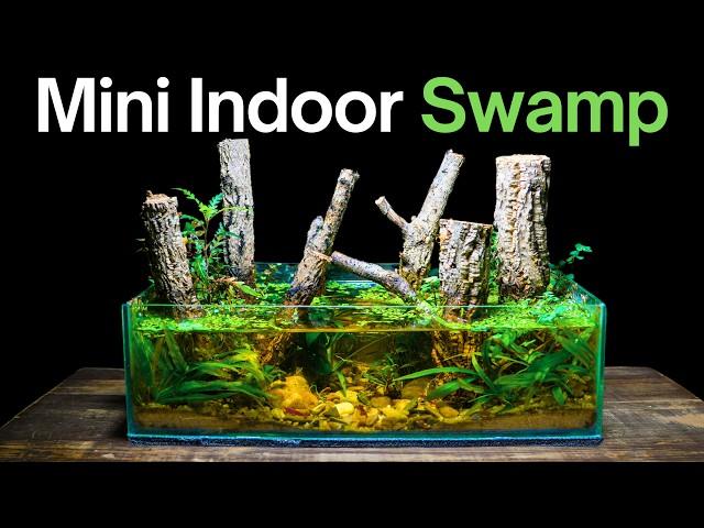 I Made a Mini Indoor Swamp Ecosystem, Here’s How!