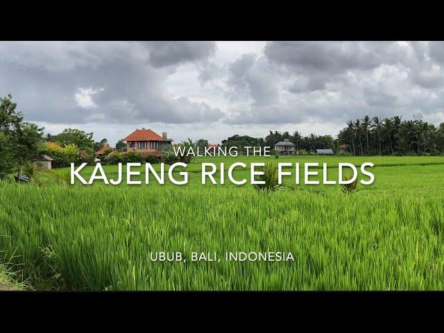 Kajeng Rice Fields, Ubud: Walking to Appreciate The Beauty of Bali, Indonesia (Feb 14, 2023)