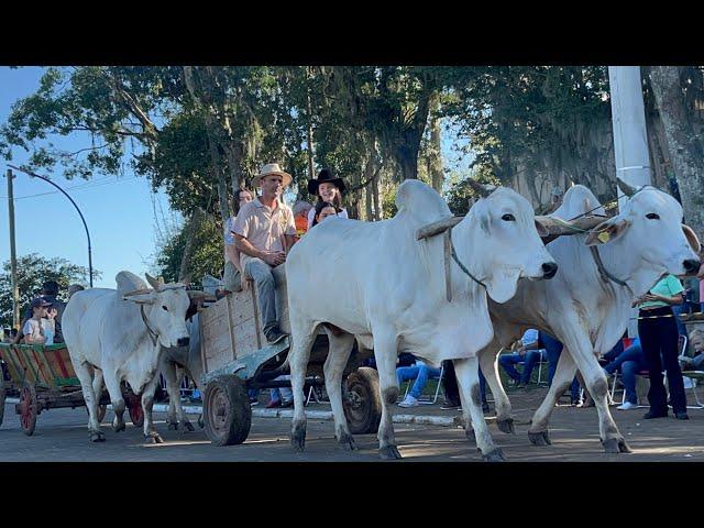 MAIS DE 140 CARROS DE BOIS NO DESFILE DA POLVILHANA SANTA ROSA DO SUL