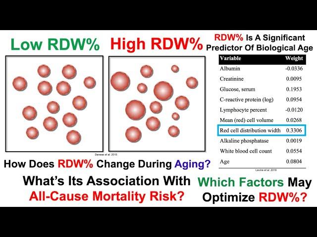 RDW Is A Significant Predictor Of Biological Age: Which Factors May Optimize It?