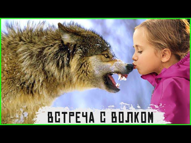  Волк спас ребенка – волк отомстил без крови. Таежные истории про животных. Случай в тайге