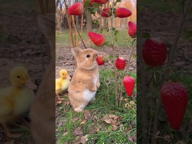 Kelinci dan bebek #shorts #shortvideo #tiktok #tiktokvideo #kelinci #bebek #strawberry #funny