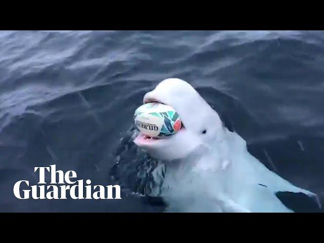 Beluga whale filmed playing 'fetch' with Rugby World Cup ball