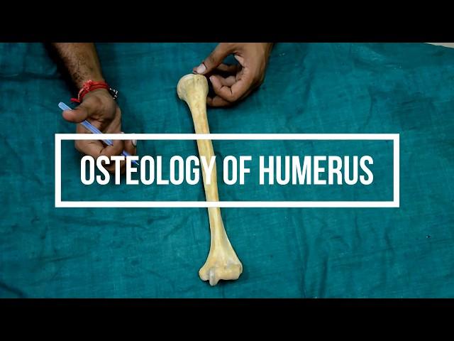 Osteology of Humerus