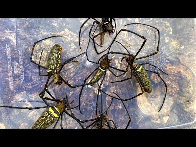 Wow !!! This insects only exists in tropical areas, catching and observing asia spiders